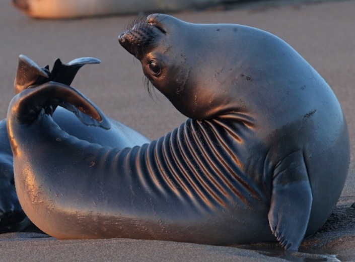 Marine Biology Class - a female elephant seal arches head and tail up creating a "C" shape.