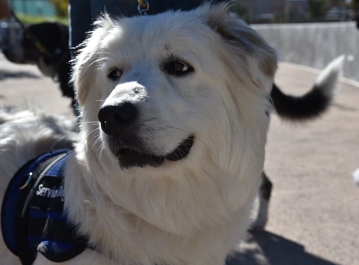 Emotional Support Dog in a vest.